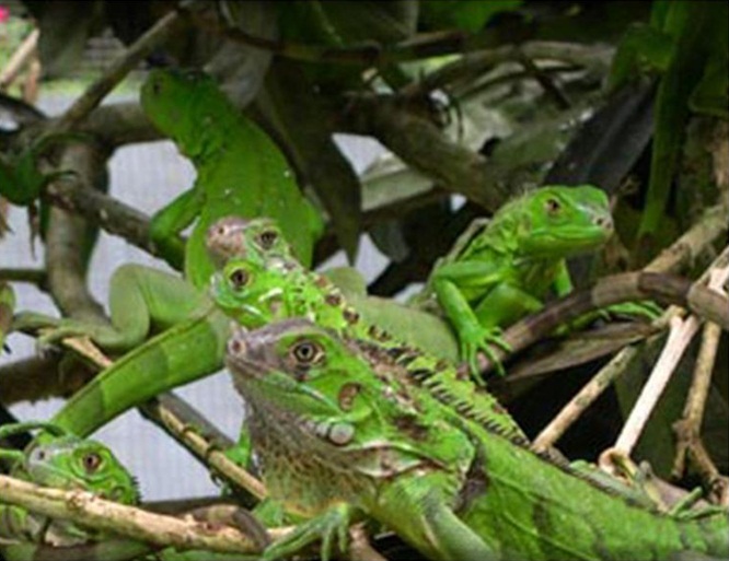 Iguana Verde en la costa de Oaxaca
